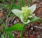 Androcymbium striatum