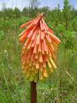 Kniphofia linearifolia