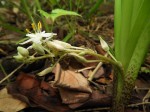 Chlorophytum affine var. curviscapum