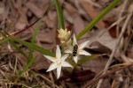 Chlorophytum affine var. curviscapum