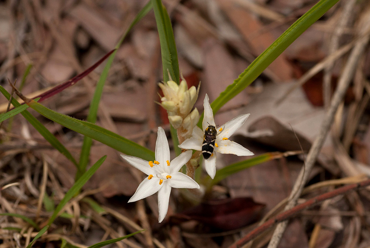 Chlorophytum affine var. curviscapum