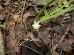 Chlorophytum affine var. curviscapum