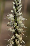 Chlorophytum colubrinum