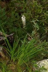 Chlorophytum colubrinum
