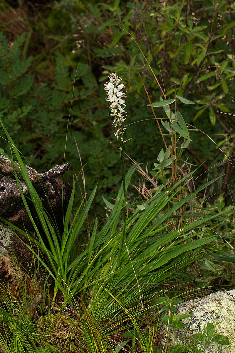 Chlorophytum colubrinum