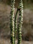 Chlorophytum colubrinum