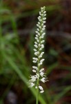 Chlorophytum colubrinum