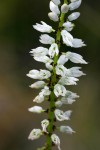 Chlorophytum colubrinum