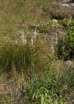 Chlorophytum colubrinum