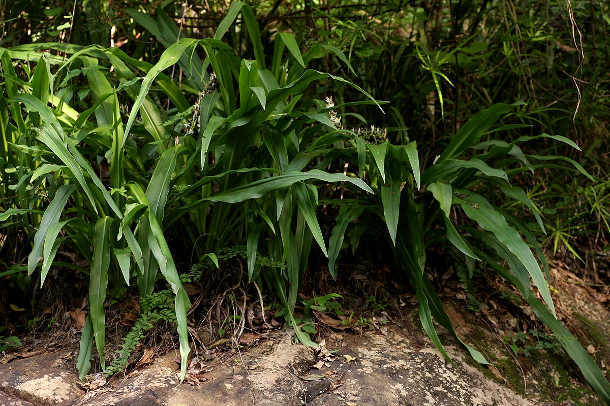 Chlorophytum macrophyllum