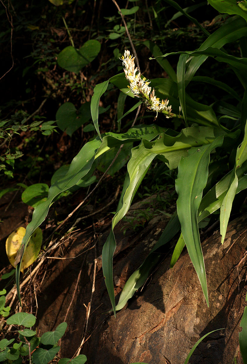 Chlorophytum macrophyllum