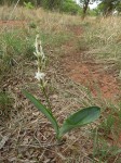 Chlorophytum subpetiolatum