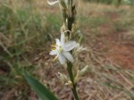 Chlorophytum subpetiolatum