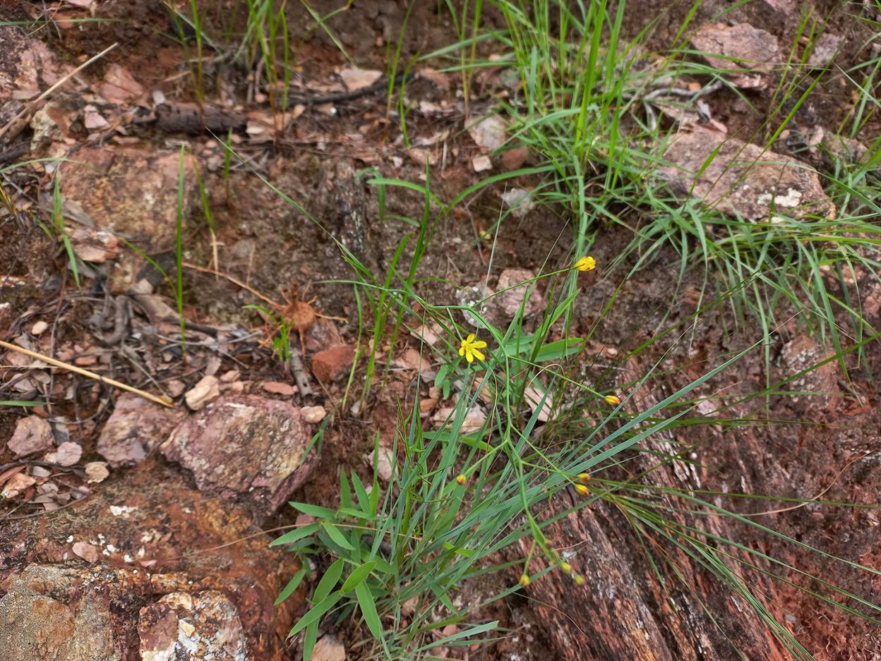Eriospermum abyssinicum