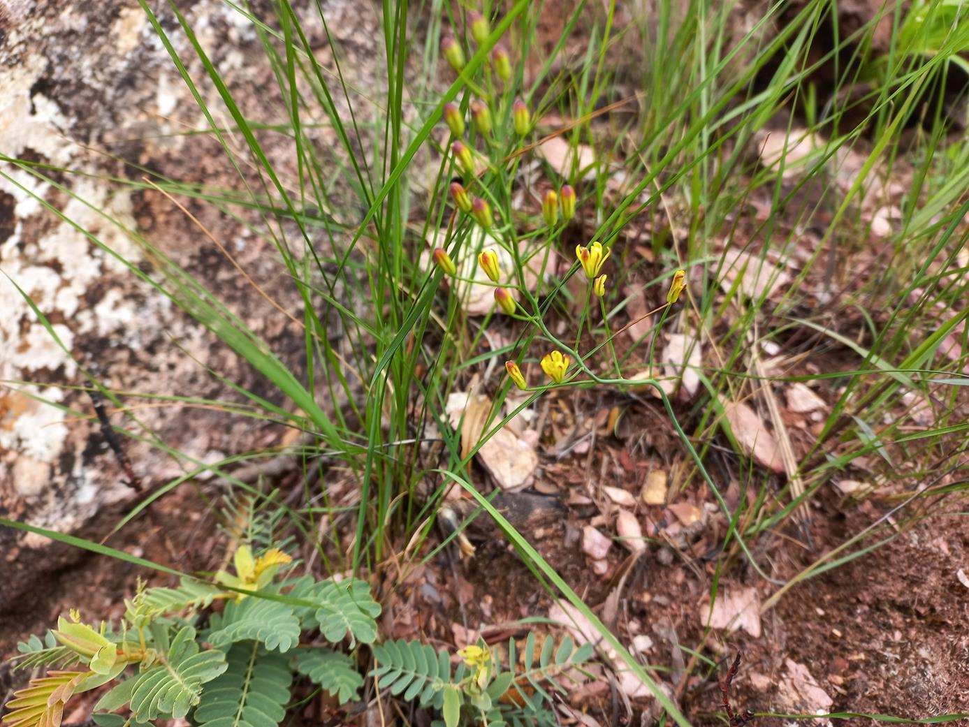 Eriospermum abyssinicum
