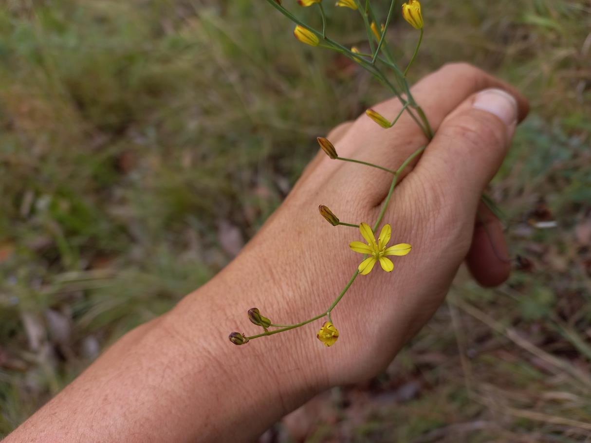 Eriospermum abyssinicum