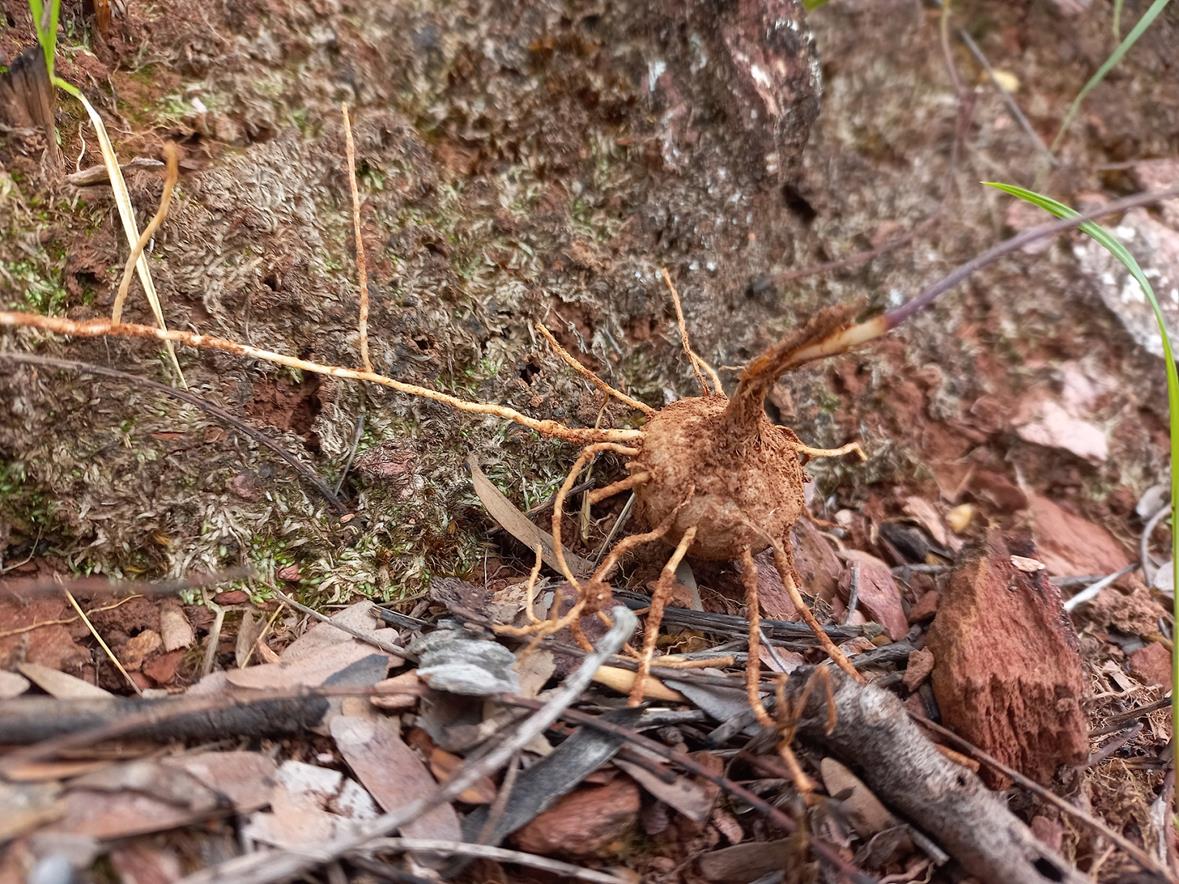 Eriospermum abyssinicum
