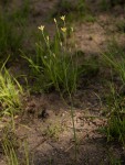 Eriospermum abyssinicum