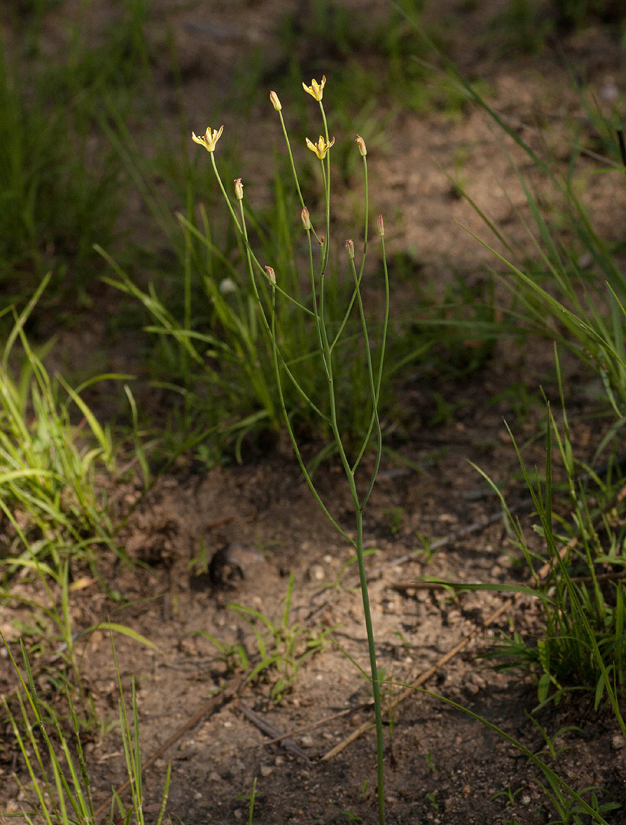 Eriospermum abyssinicum