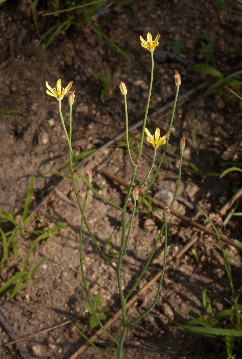 Eriospermum abyssinicum