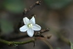 Evolvulus nummularius