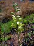 Albuca abyssinica