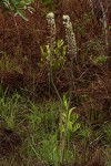 Drimia altissima