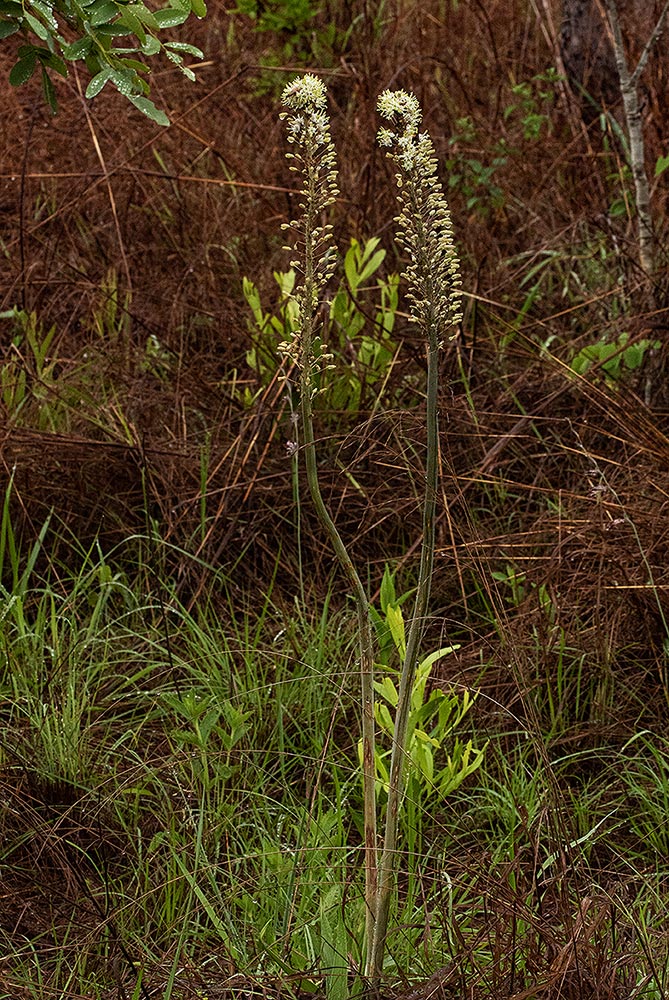 Drimia altissima