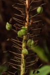 Drimia altissima
