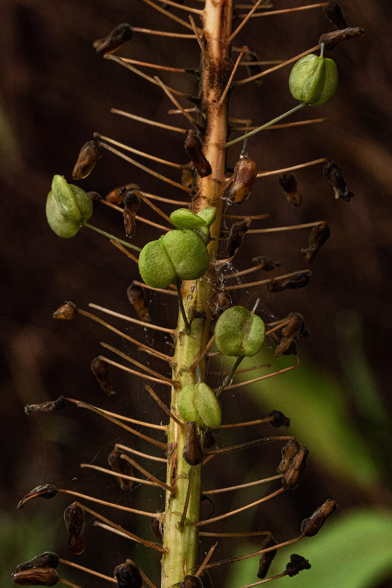 Drimia altissima