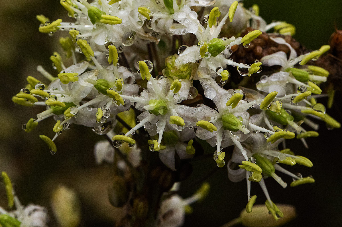 Drimia altissima