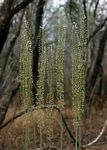 Drimia altissima