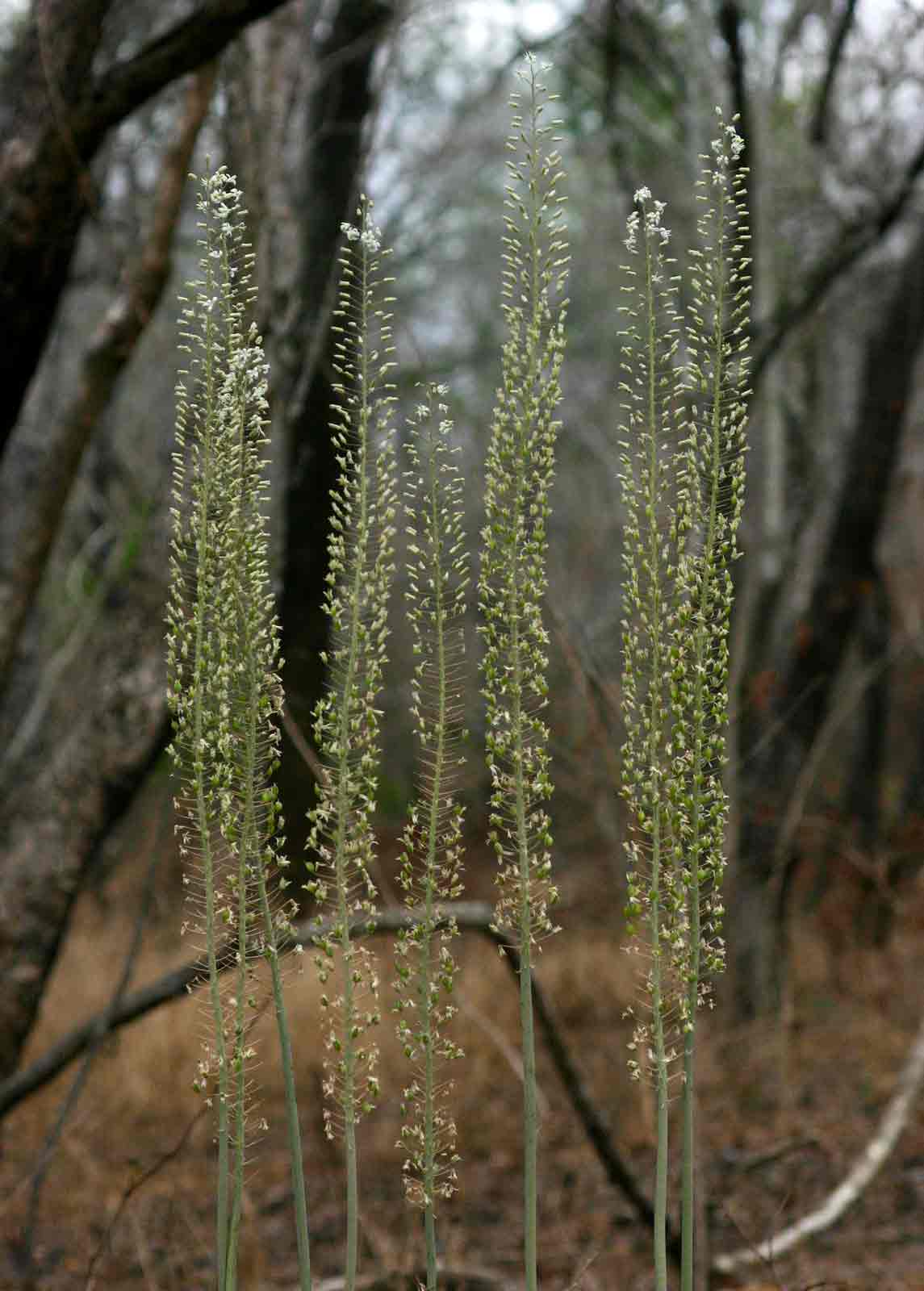 Drimia altissima