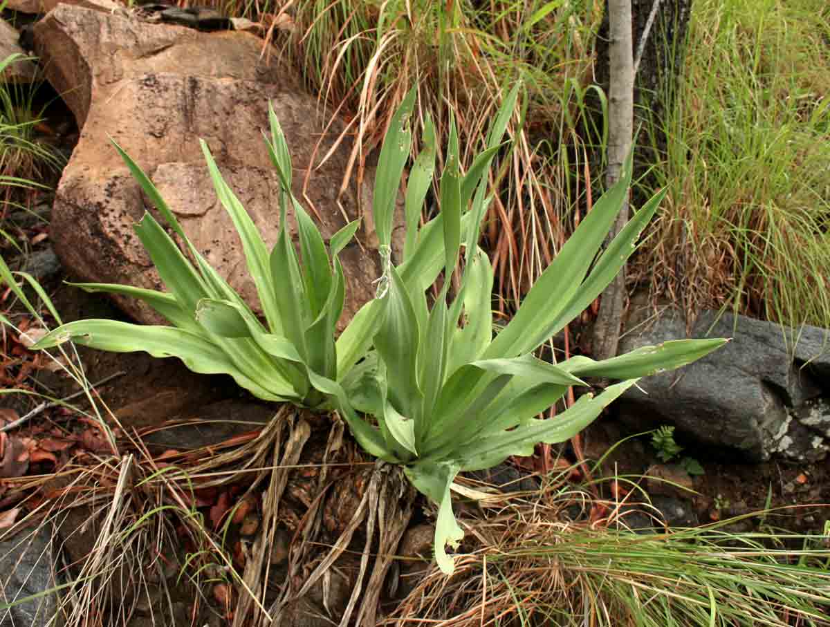Drimia altissima