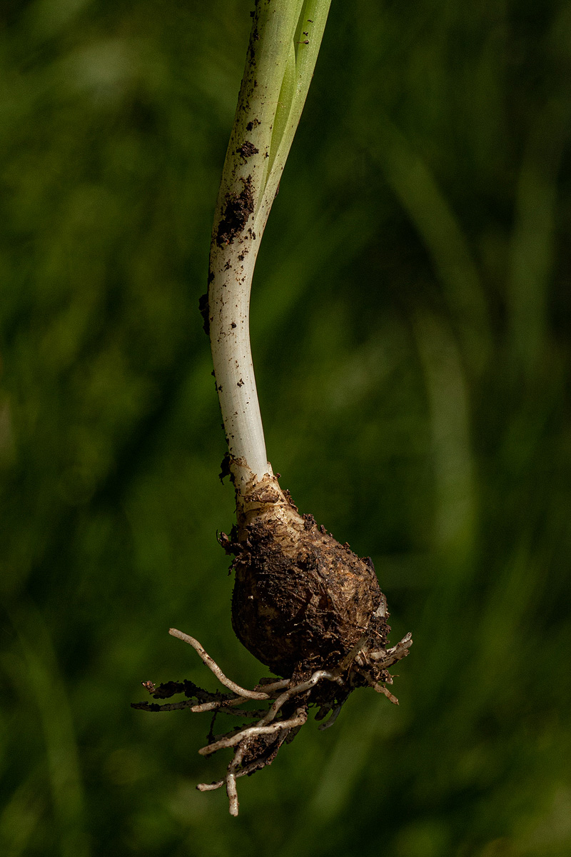 Dipcadi longifolium