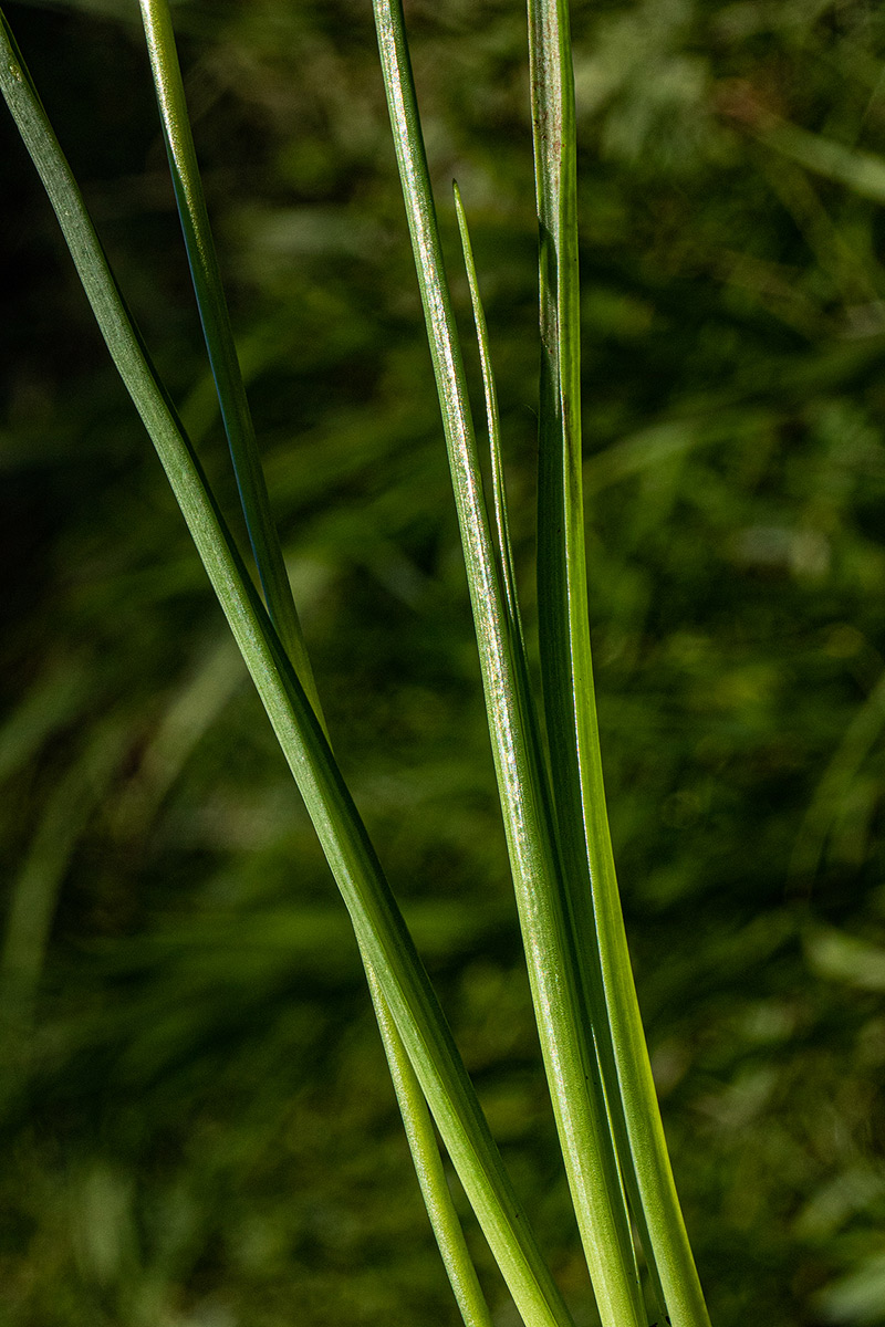 Dipcadi longifolium