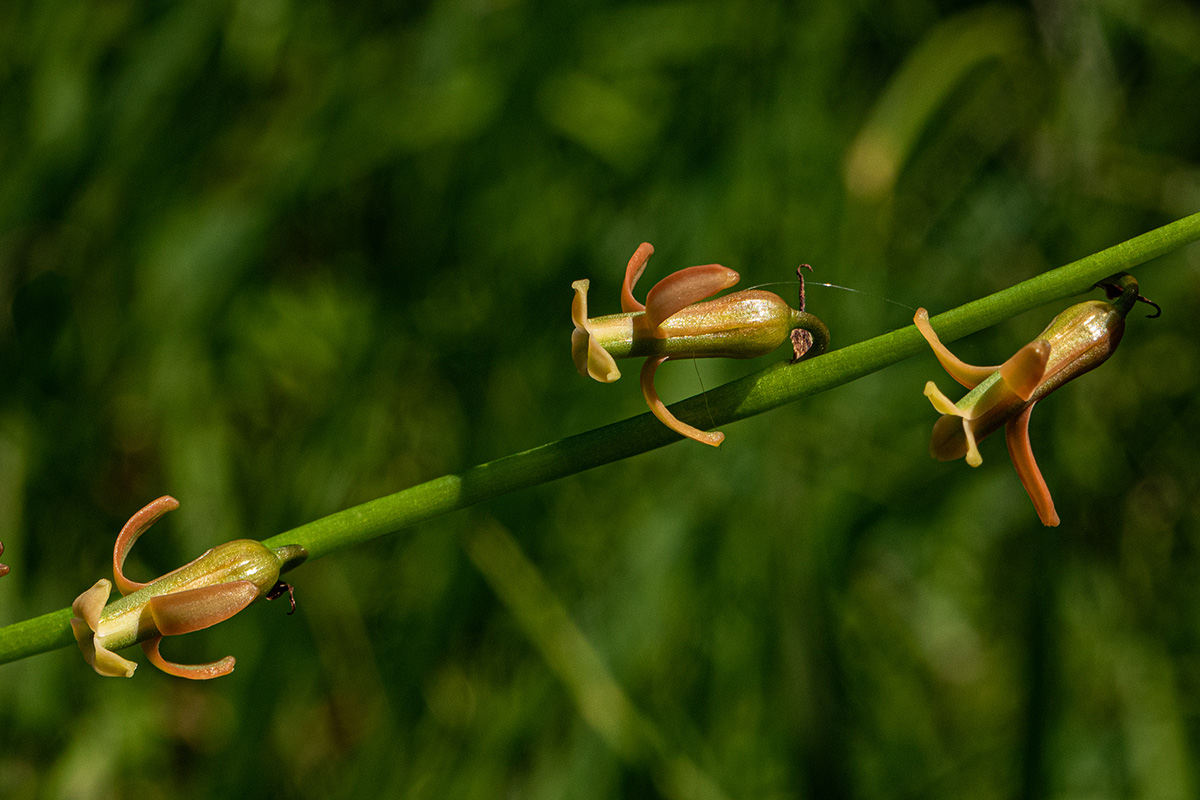 Dipcadi longifolium