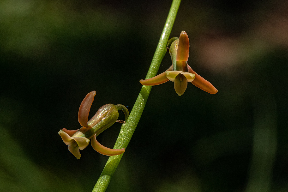 Dipcadi longifolium