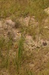 Dipcadi longifolium