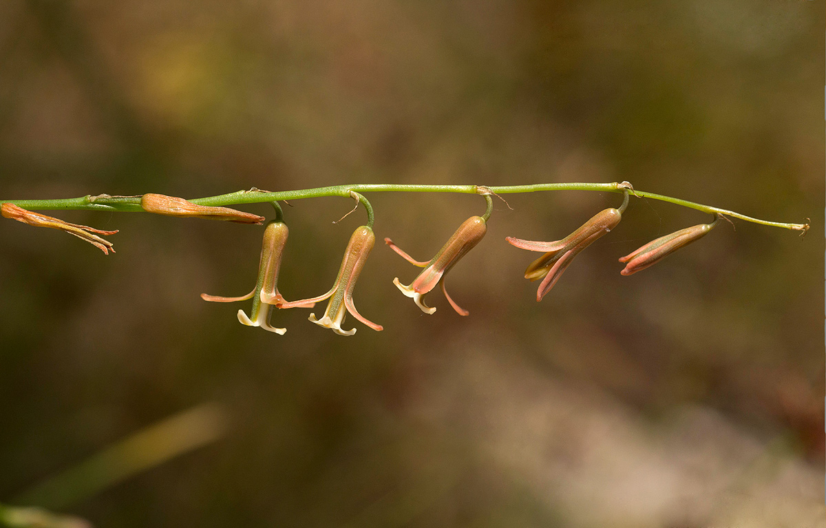Dipcadi longifolium