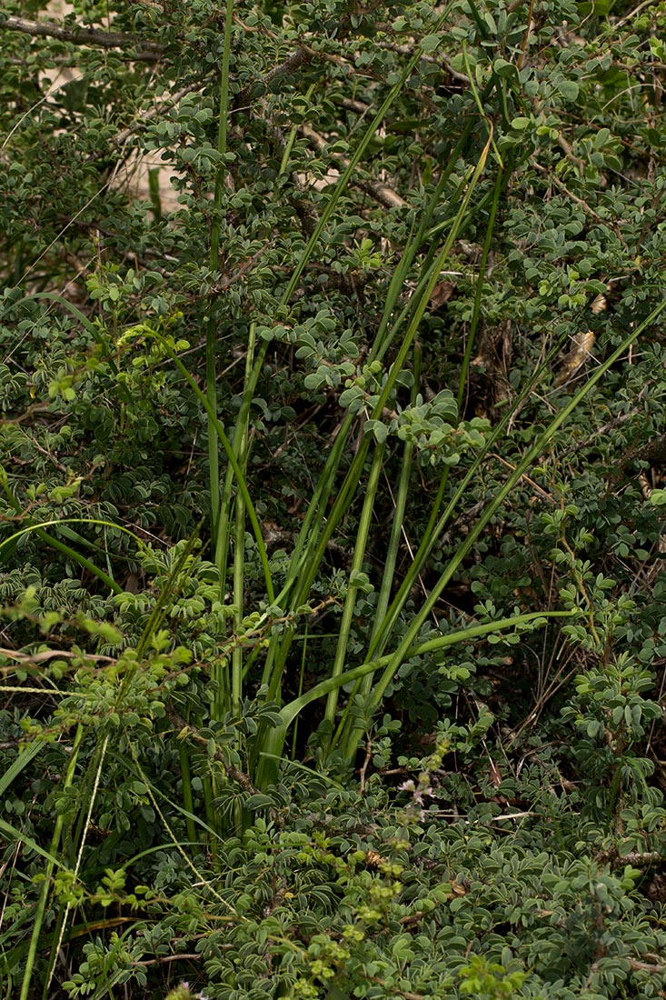 Dipcadi longifolium