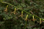 Dipcadi longifolium