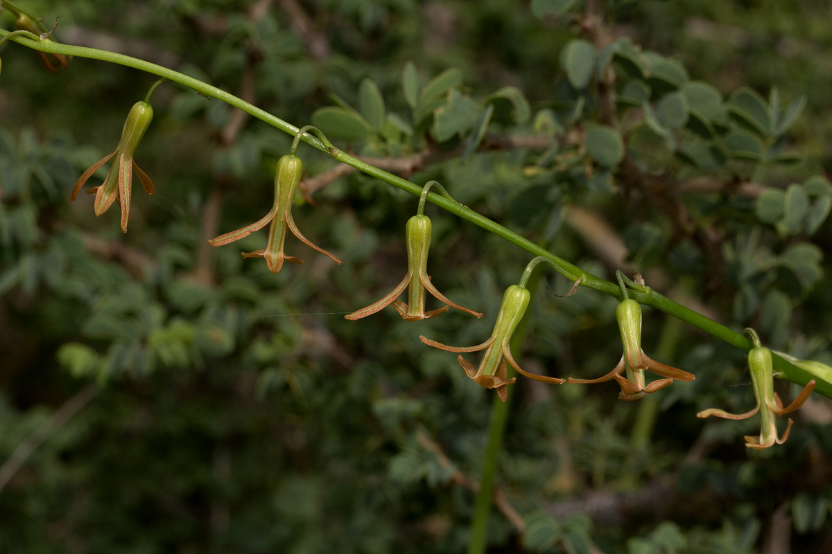 Dipcadi longifolium