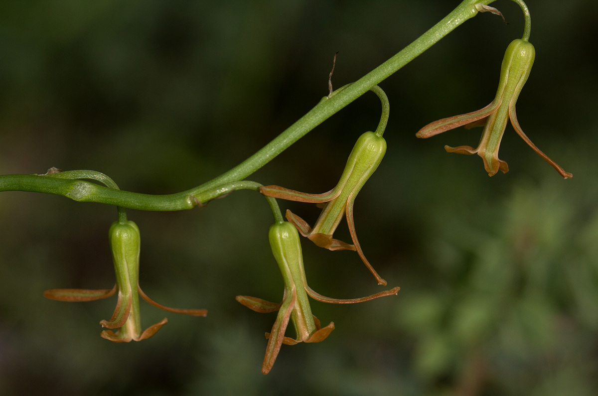Dipcadi longifolium