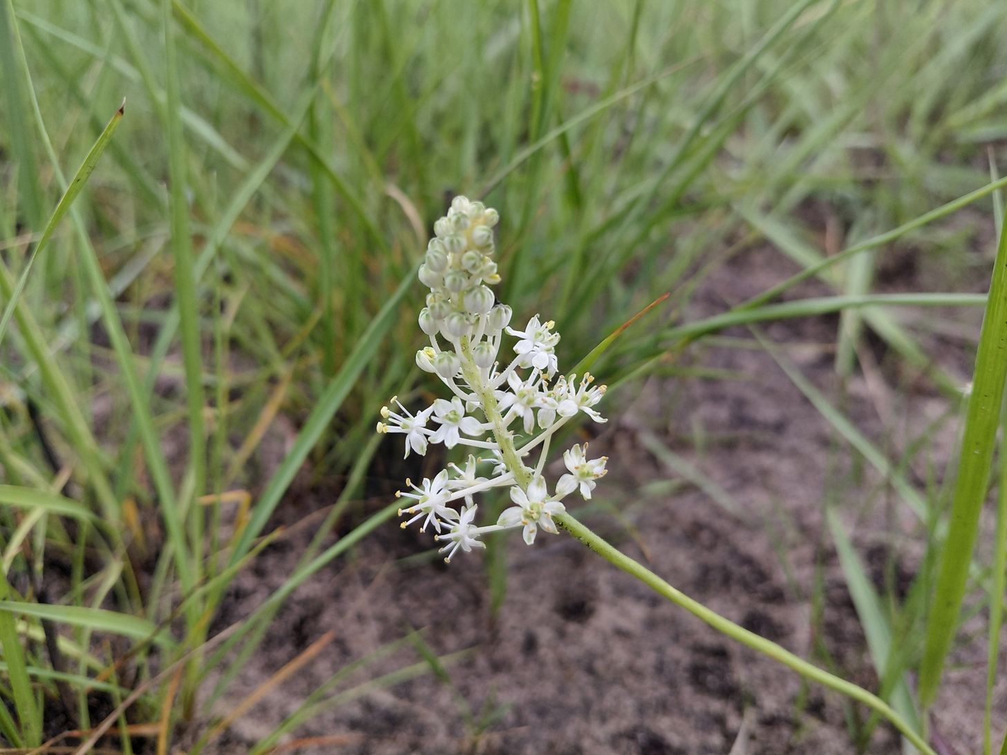 Schizocarphus nervosus Schizocarphus nervosus