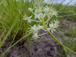 Schizocarphus nervosus