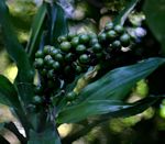 Dracaena fragrans