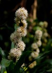 Dracaena fragrans