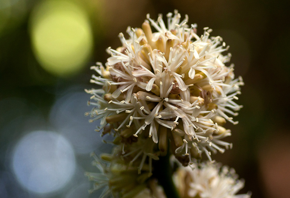 Dracaena fragrans