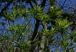 Dracaena mannii